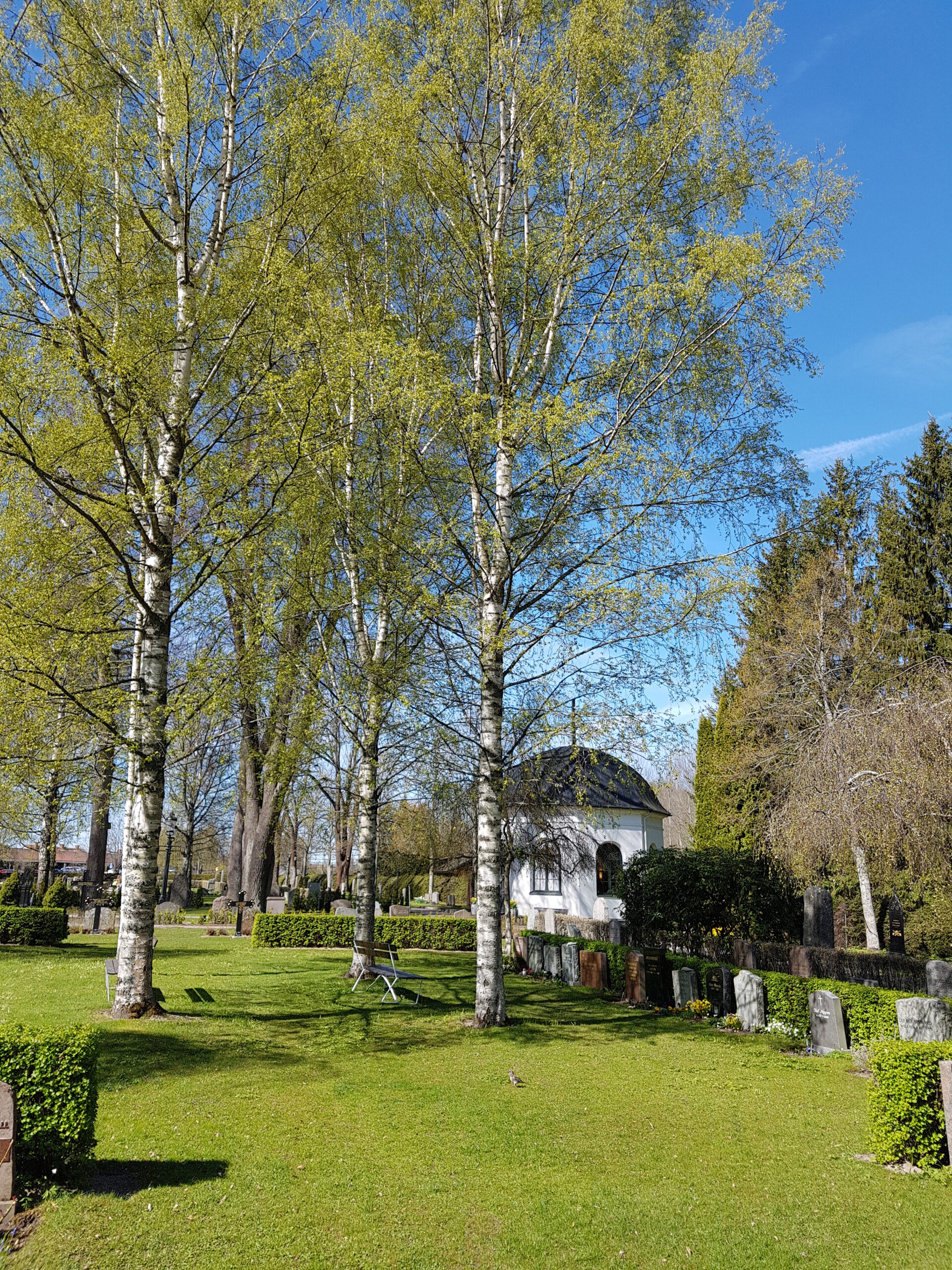 Allé träd inför besöket för att planera begravning